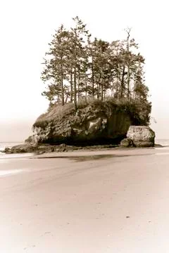 Beach with trees Stock Photos