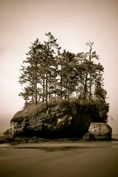 Beach with trees Stock-Fotos