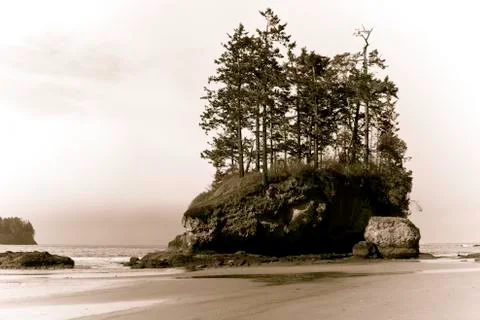 Beach with trees Stock Photos