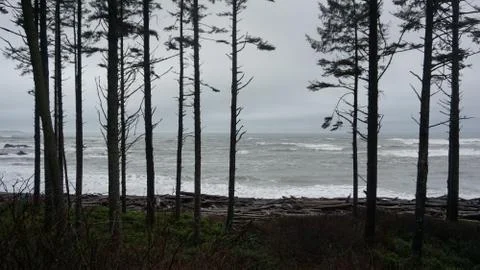 Beach with trees Stock Photos