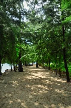 Beach with trees Stock Photos