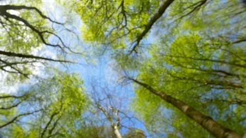Beach Trees POV Looking Up Wide Stock Footage 95678323