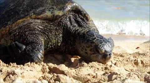 Beach Turtle Stockbeeldmateriaal 60421072