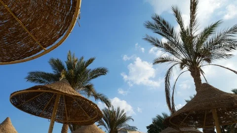 Beach umbrella and palm tree Stockbeeldmateriaal 99057067