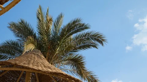 Beach umbrella and palm tree Stockbeeldmateriaal 104294769