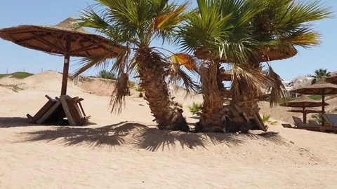 Beach with umbrellas, sun beds and palm trees. Tourism and travel Stock Footage 115637232
