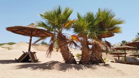 Beach with umbrellas, sun beds and palm trees. Tourism and travel Stock Footage 115637460