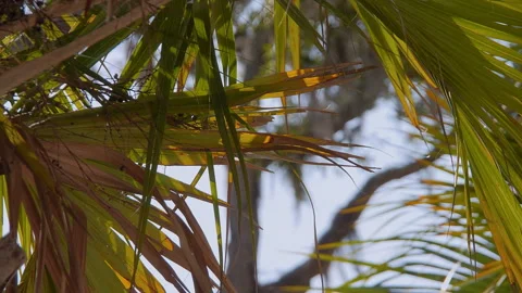 Beach Vacation Background with Palm Tree Leaves Moving 스톡 동영상 245043575