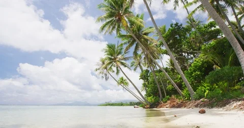 Beach vacation background - Palm trees on tropical beach with Coconut In Sand Stock Footage 102526935