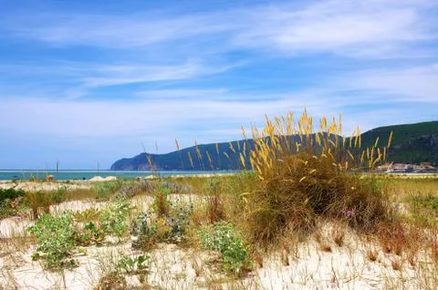 Beach vegetation Stock Photos