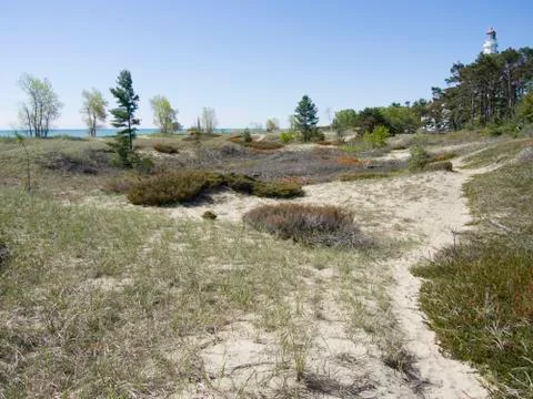 Beach Vegetation Stock Photos