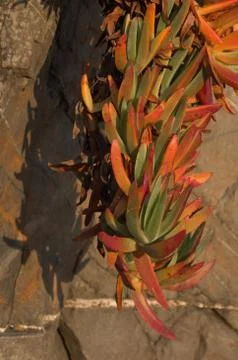 Beach vegetation 写真素材