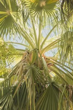 Beach vegetation on Sunset on the beach Stock Photos