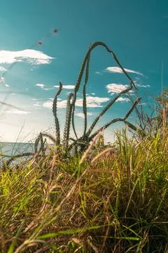 Beach vegetation on Sunset on the beach Stock Photos