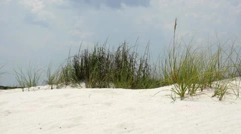 Beach vegetation in western Florida Stock Footage 54921209