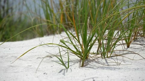 Beach vegetation in western Florida Stock Footage 54921446