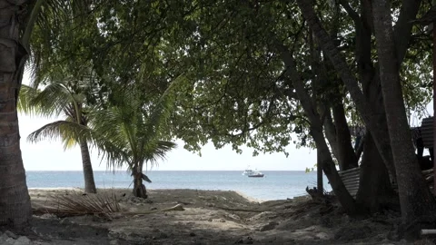 Beach View between Trees and Sand 스톡 동영상 167775604