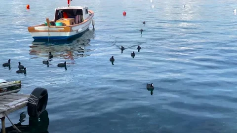 Beach view boat and floating seagulls Stock Footage 171365933