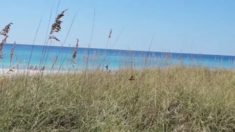 Beach View From Dunes Stock Footage 224712705