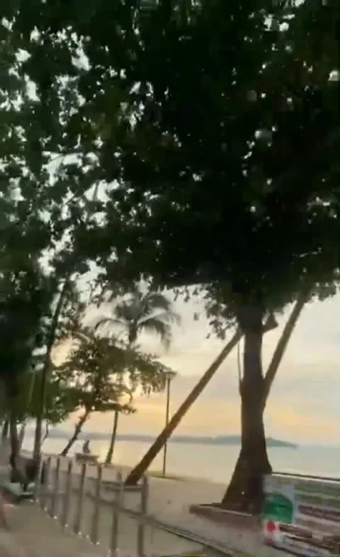 Beach view filled with coconut trees Stock Footage 203933775