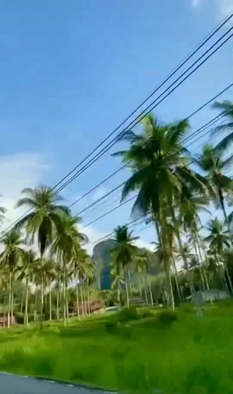 Beach view filled with coconut trees Stock Footage 203934297