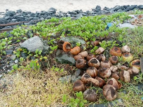 Beach View Stock Photos