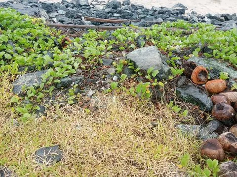 Beach View Stock Photos