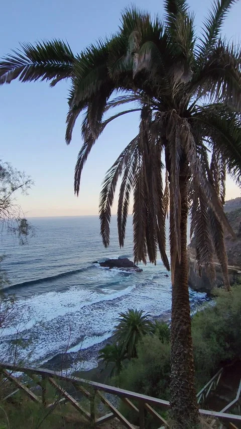 Beach view at sunrise waves breaking on the coast palm tree on foreground Stock Footage 301305429