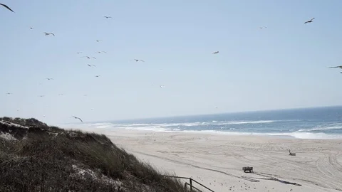Beach view from the top of a dune with vegetation and seagulls passing by. Stock Footage 116437739