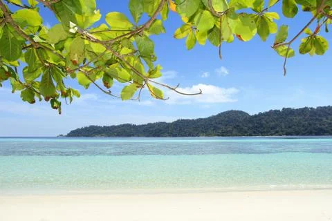 Beach view from the tree. Stock Photos