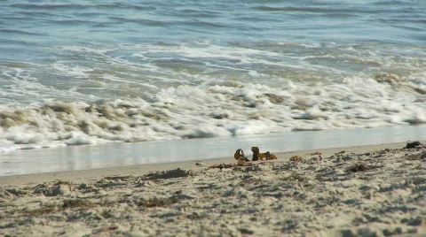 Beach, Waves 03 Video stock 756278