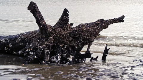 Beach Waves Crash Along Shell Covered Drift Wood Stock Footage 306666800