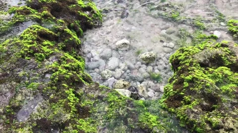 Beach waves hit the mossy rocks Stock Footage 295602661