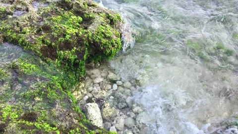 Beach waves hits mossy rocks Stock Footage 295860788