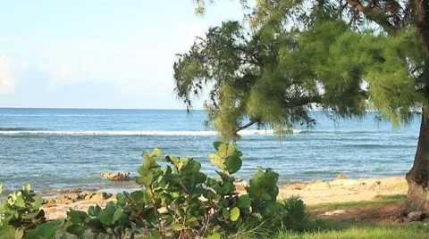 Beach waves ocean view behind tree Stock Footage 8762954