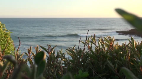 Beach waves rolling in with shrubs in the foreground Stock Footage 54294307