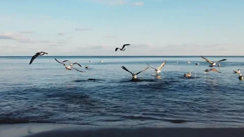 Beach with waves, sand and seagulls Stock Footage 142470872