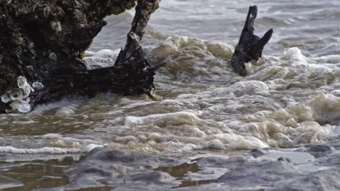 Beach Waves Splash Against Weathered Drift Wood Stock Footage 306666720