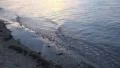 Beach waves with sunset reflection HD Footage