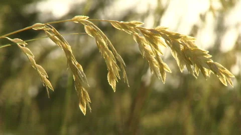 Beach Wheat in the Bahamas Stock Footage 475911