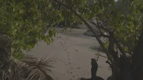 Beach with white house flat Stock Footage 80387572