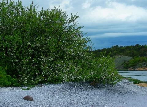 Beach of white shells Stock Photos
