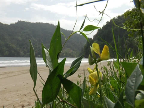 Beach &amp; Wild Flowers Stock Footage 26433874