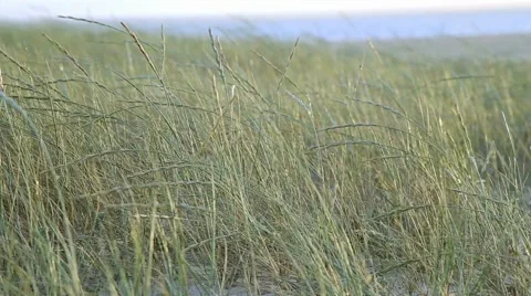 Beach Wild Weeds in the Wind Stock Footage 52370694