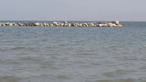 Beach in winter in the Adriatic Sea Stock Footage 96239023