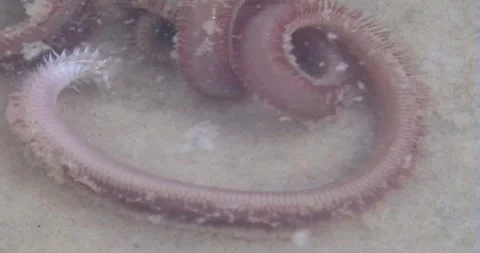 Beach Worming Stock Footage 242629507