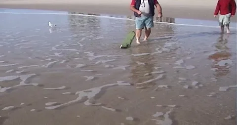 Beach Worms 스톡 동영상 242043168