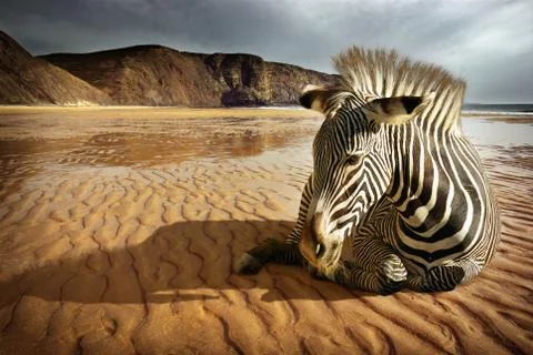 Beach zebra Stock Photos