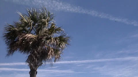 Beach Zephyrs Stock Footage 54759378