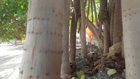 Beach(6) Stock Footage 276693817